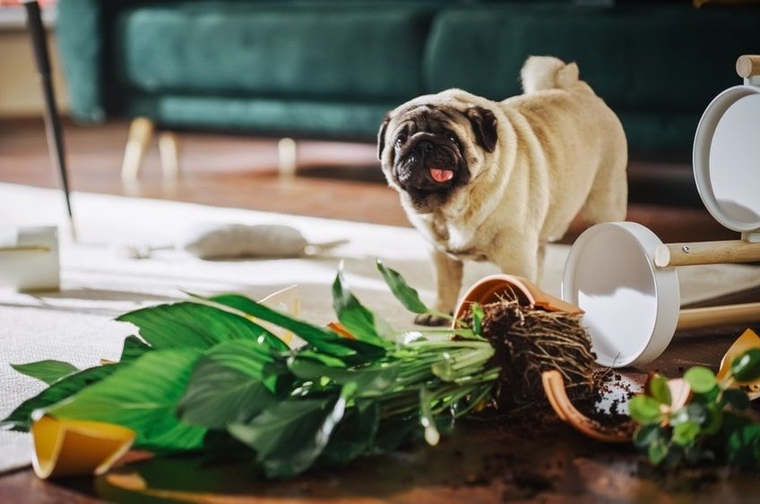 przyczyny niewydolności nerek u psa-min.jpg