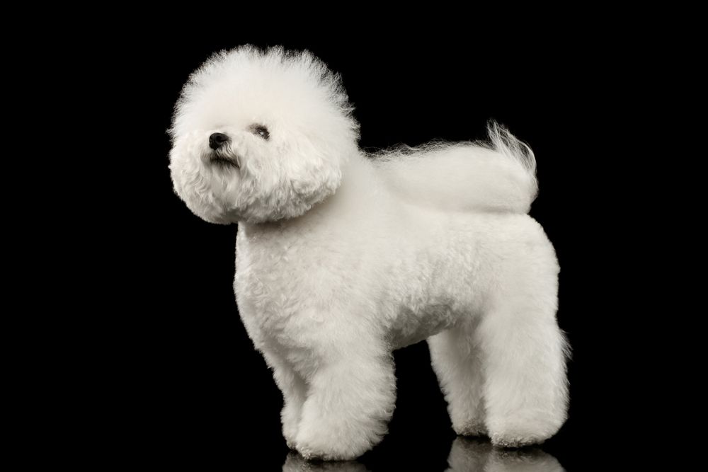 psy z włosami bichon frise