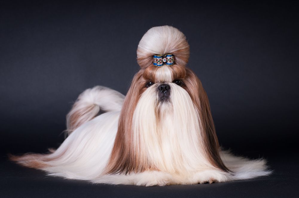 rasy z włosami shih tzu