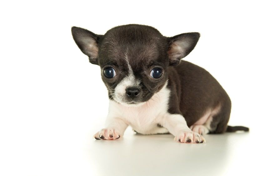 psy z wodogłowiem zdjecia-min.jpg