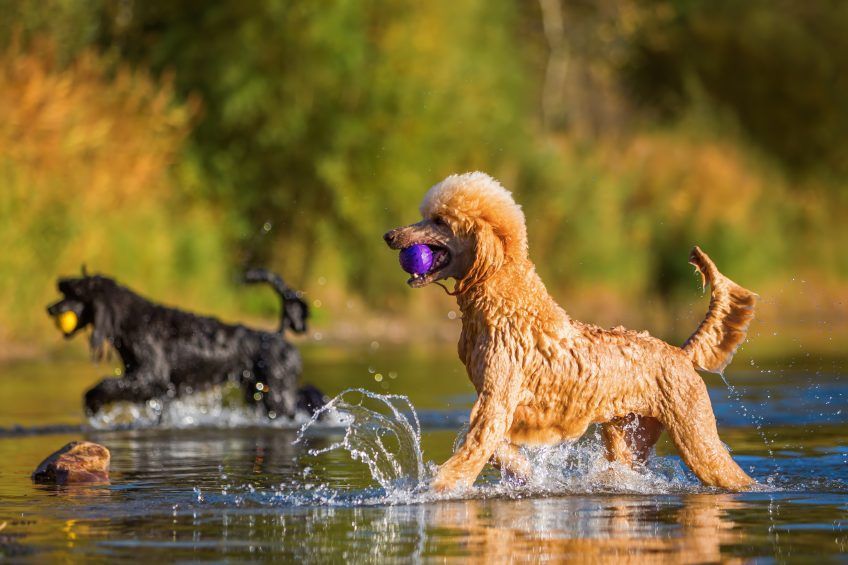 Dwa duże pudle aportujące piłeczki z wody