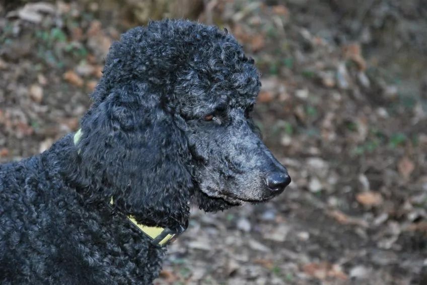 Głowa pudla dużego czarnego