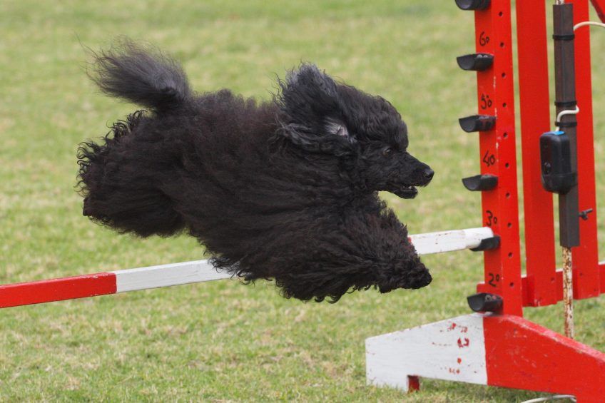 Czarny pudelek w skoku przez przeszkodę