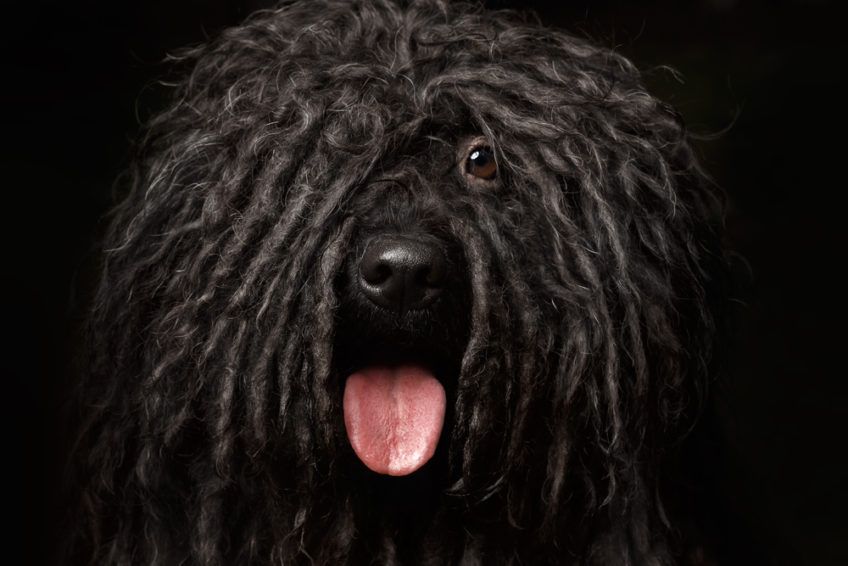 Portret czarnego puli na czarnym tle