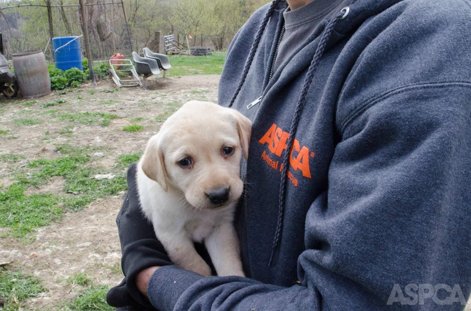 puppymill_pierce_04.jpg