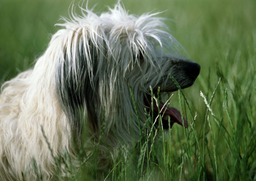 Portret owczarka pirenejskiego z profilu