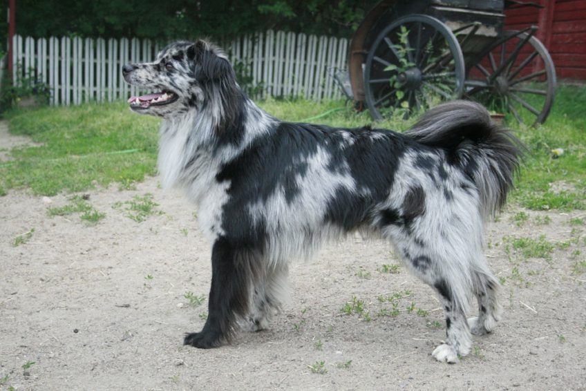 Owczarek pirenejski o umaszczeniu blue merle