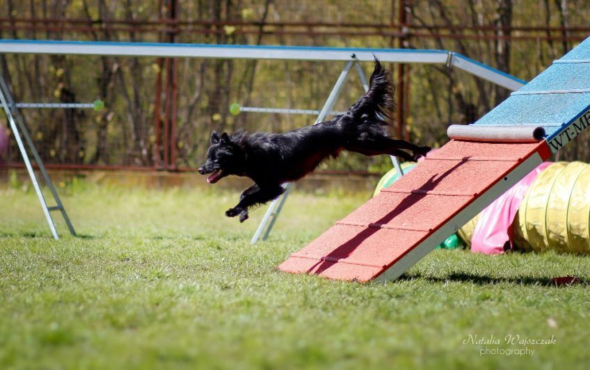 Owczarek pirenejski pokonujący palisadę na agility
