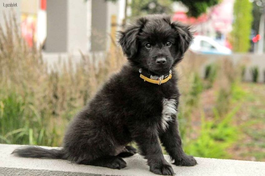 Szczenię owczarka pirenejskiego