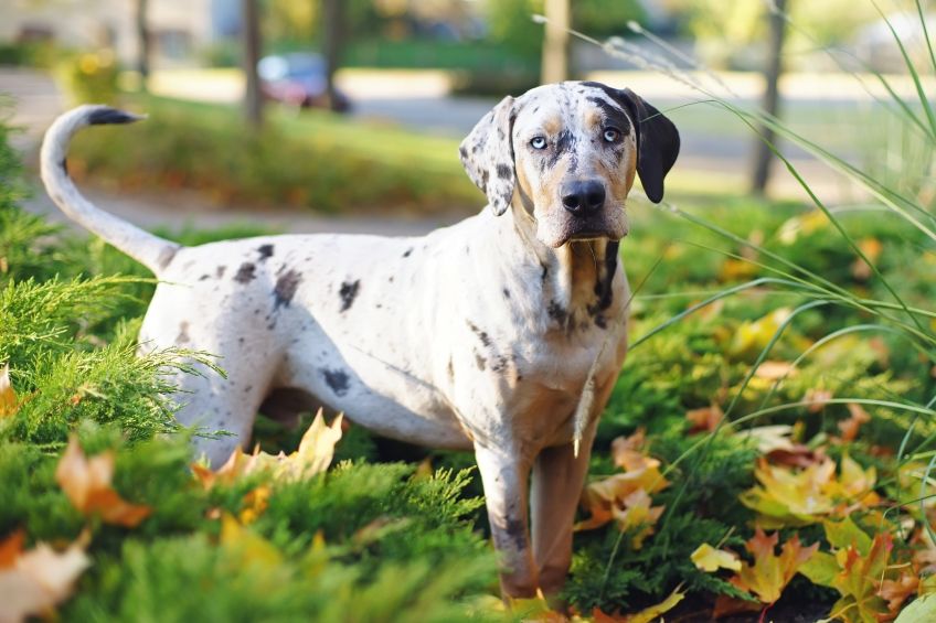 rasy nieuznane przez fci catahoula leopard dog