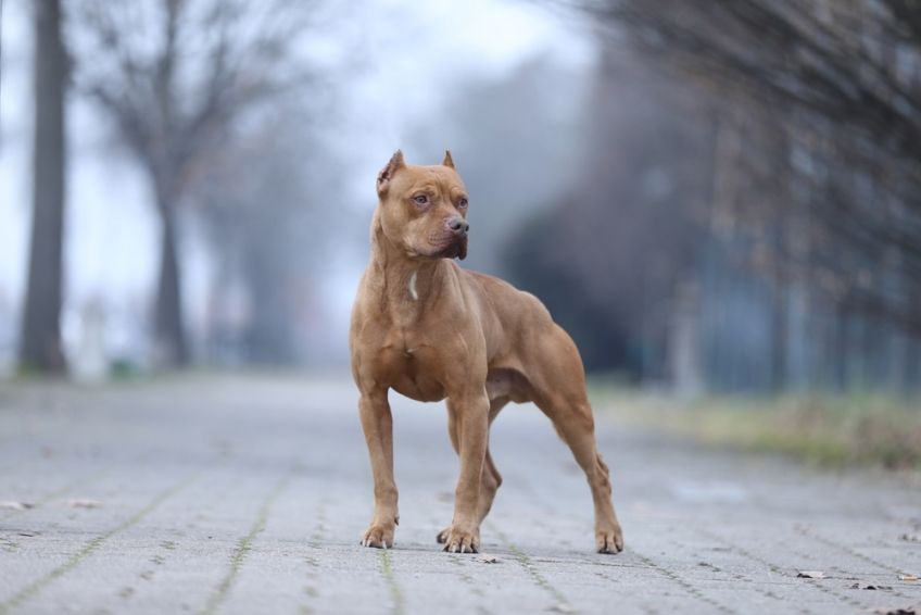 rasy-nieuznane-przez-fci-pitbulterier-amerykanski.jpg
