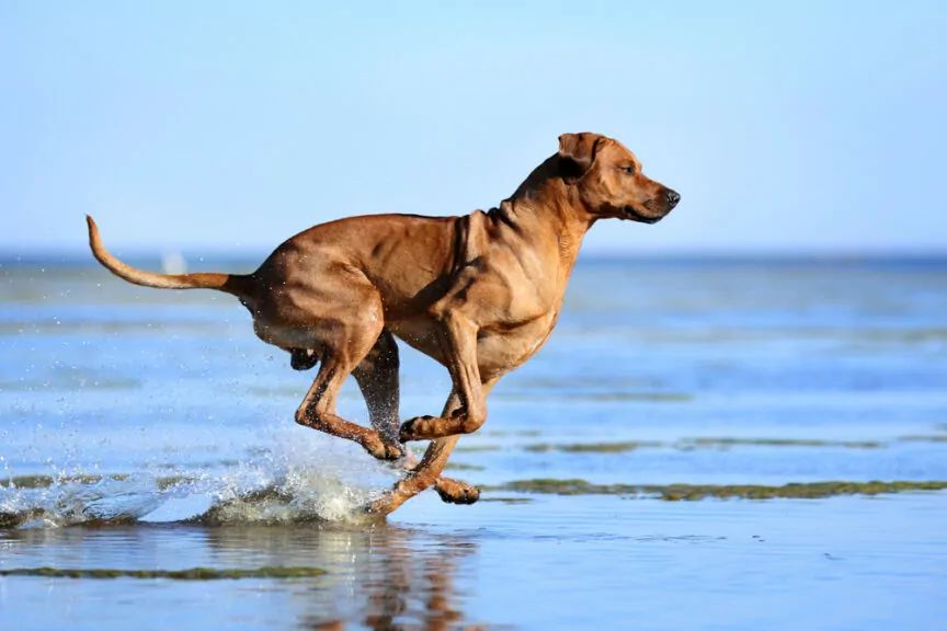 rhodesian ridgeback