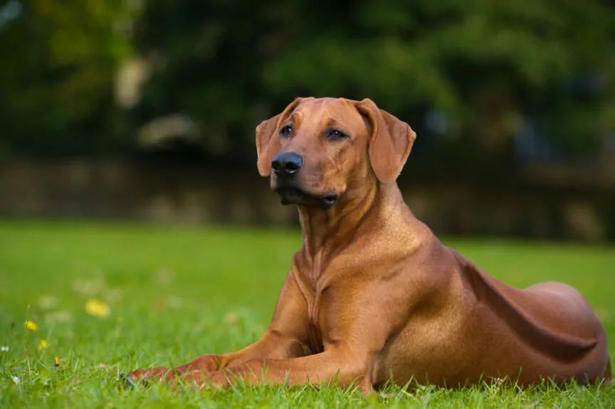 rhodesian ridgeback