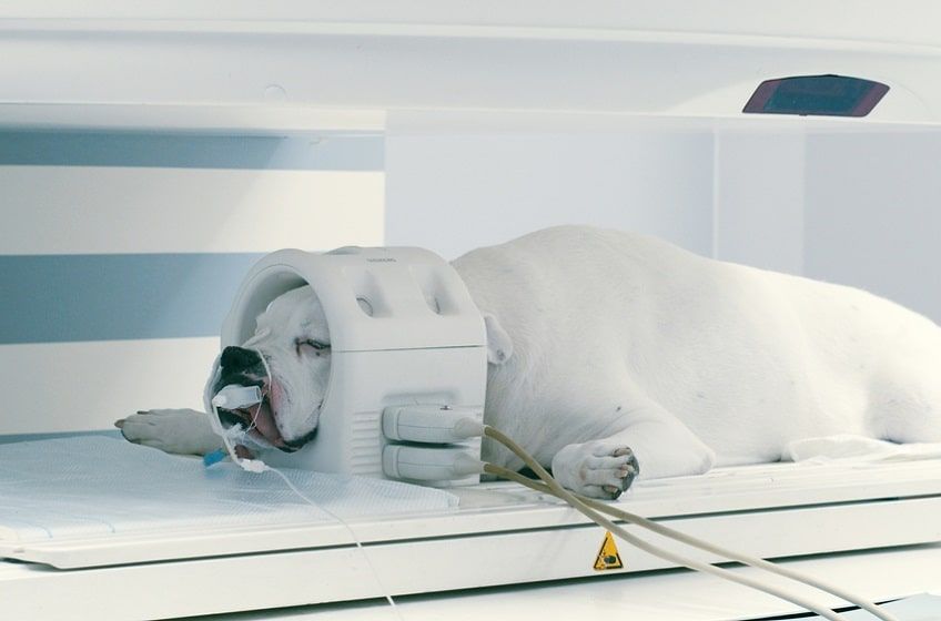 rokowania u psa po wylewie-min.jpg