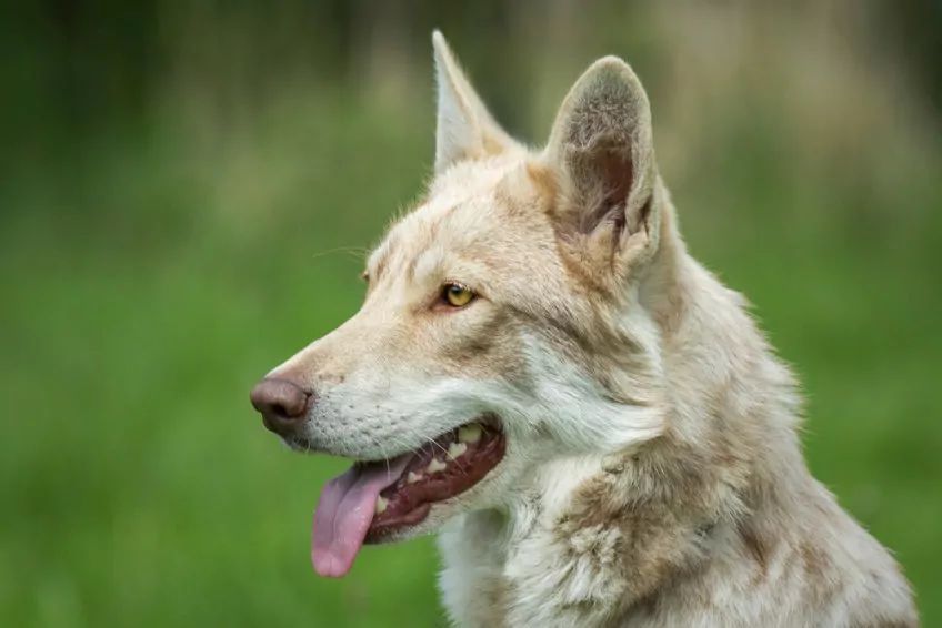 Portret saarloosa z profilu