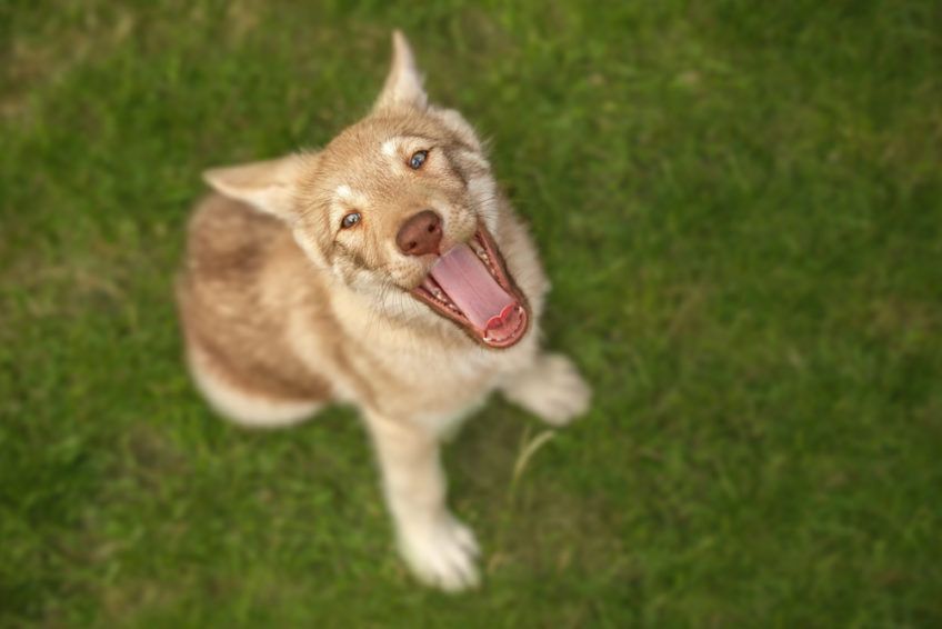 Portret szczeniaka saarloosa od góry