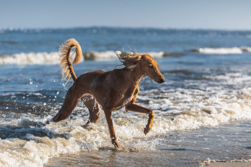Saluki biegnący w przybrzeżnej wodzie morskiej