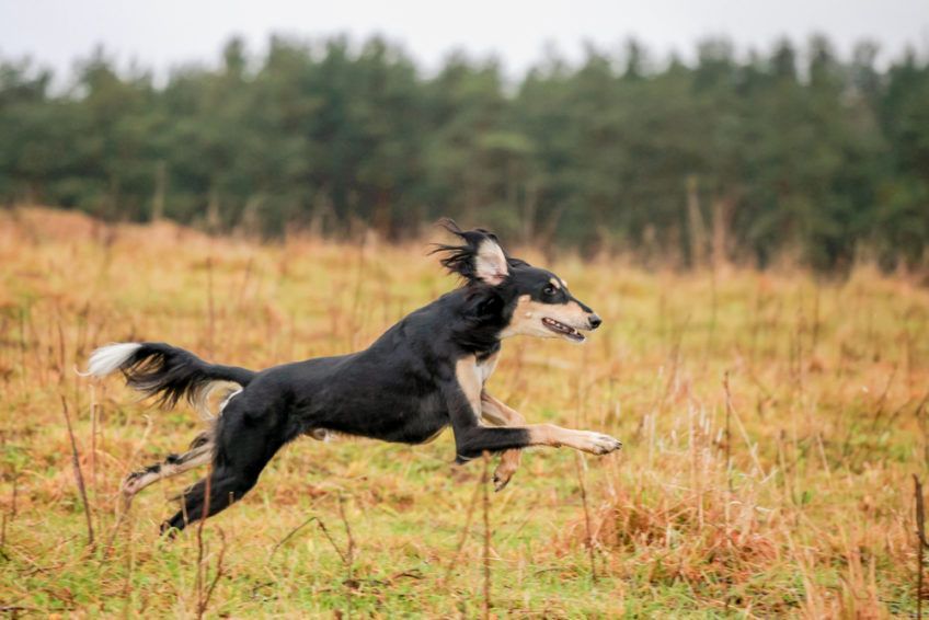 Saluki biegnący po łące