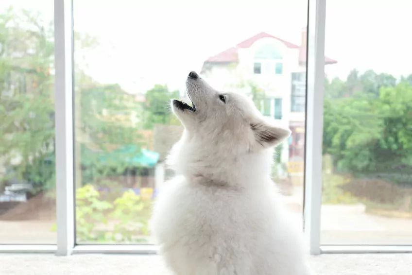 samojed wyje