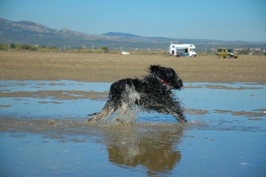 Schapendoes biegnący po wodzie przy brzegu