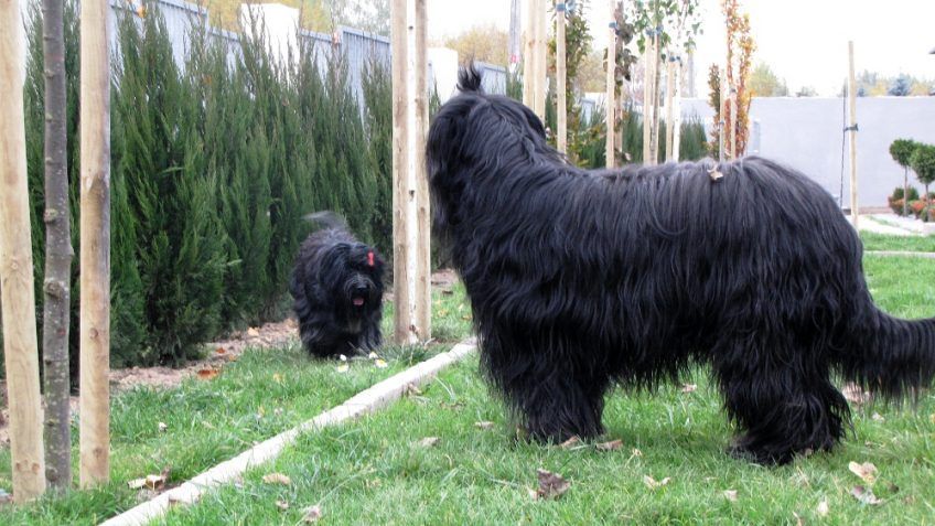 Dwa schapendoesy bawiące się w ogrodzie