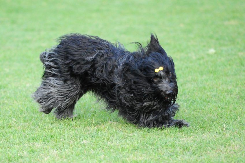Biegnący po trawie schapendoes