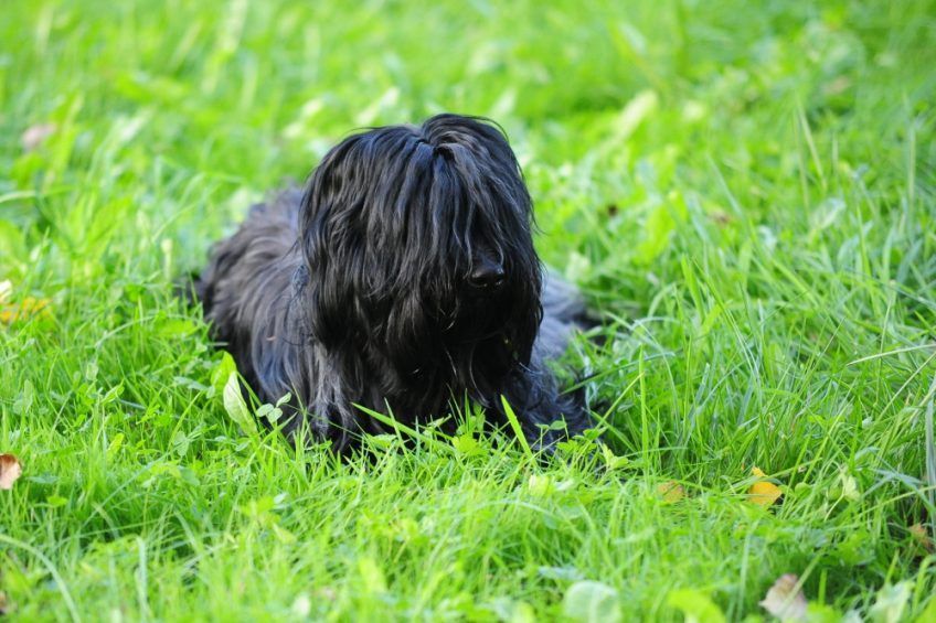Schapendoes leżący w trawie