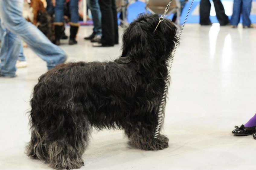 Czarny schapendoes na wystawie