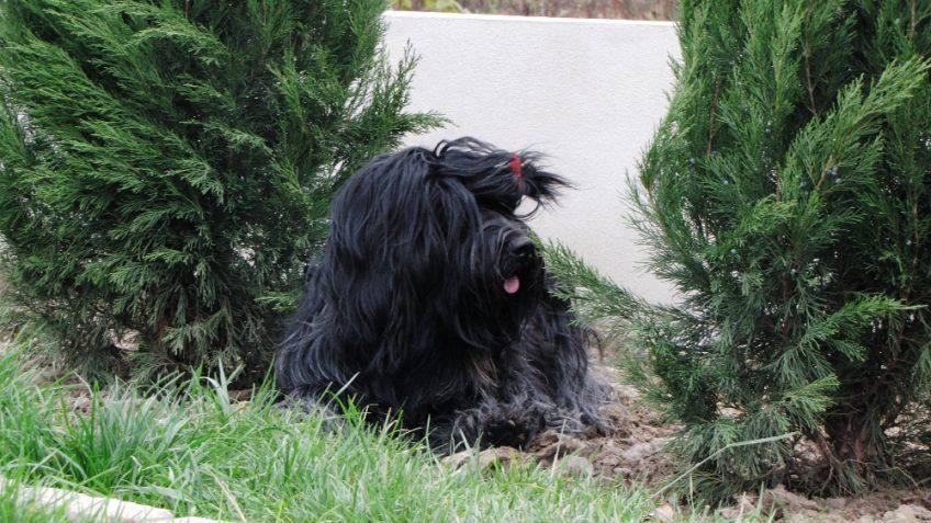 Leżący w ogrodzie schapendoes