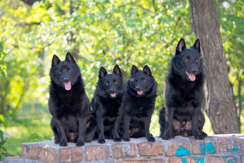 Cztery schipperki siedzące na murku
