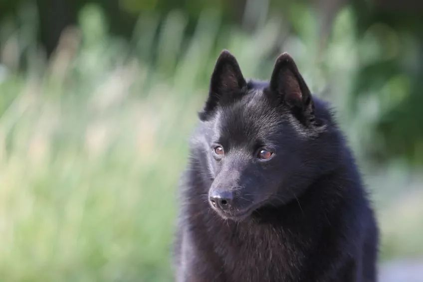 Portret schipperke