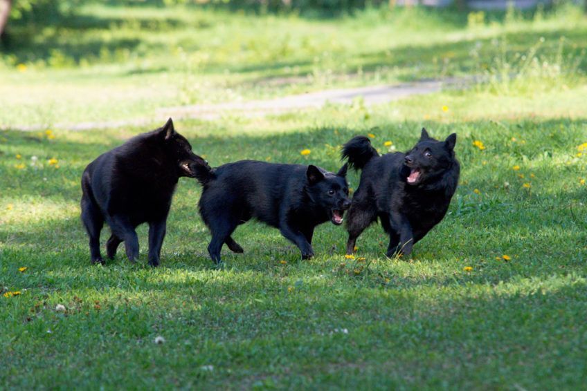 Trzy schipperki bawiące się na trawie