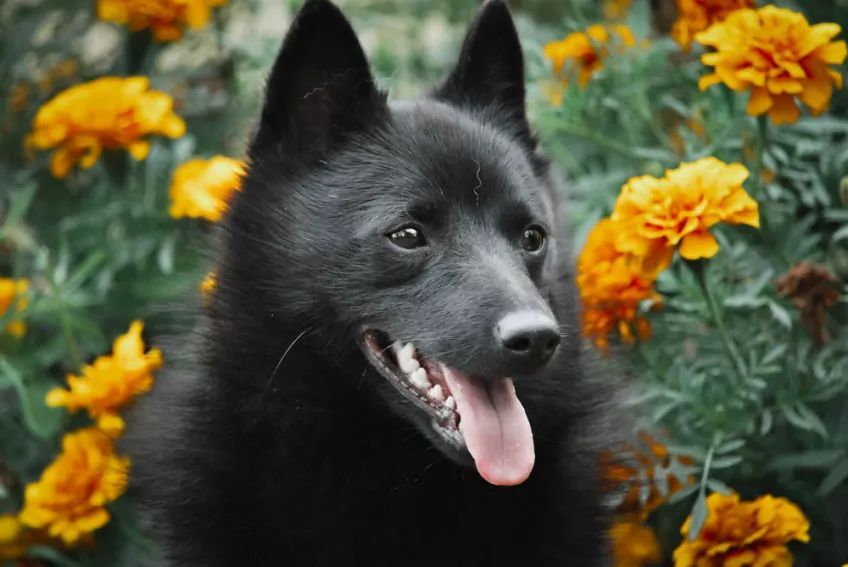 Portret schipperke na tle pomarańczowych kwiatów