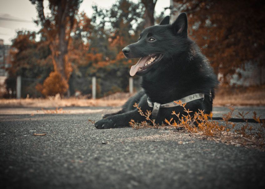 Schipperke leżący na asfalcie