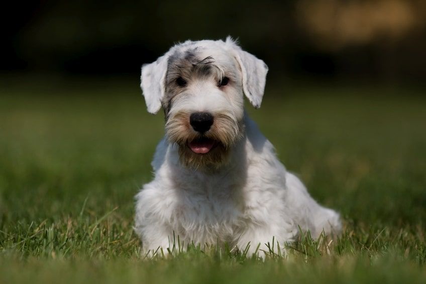 sealyham terrier szczeniak