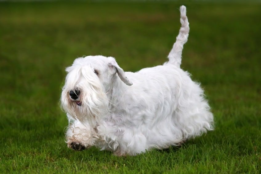 sealyham terrier w ruchu