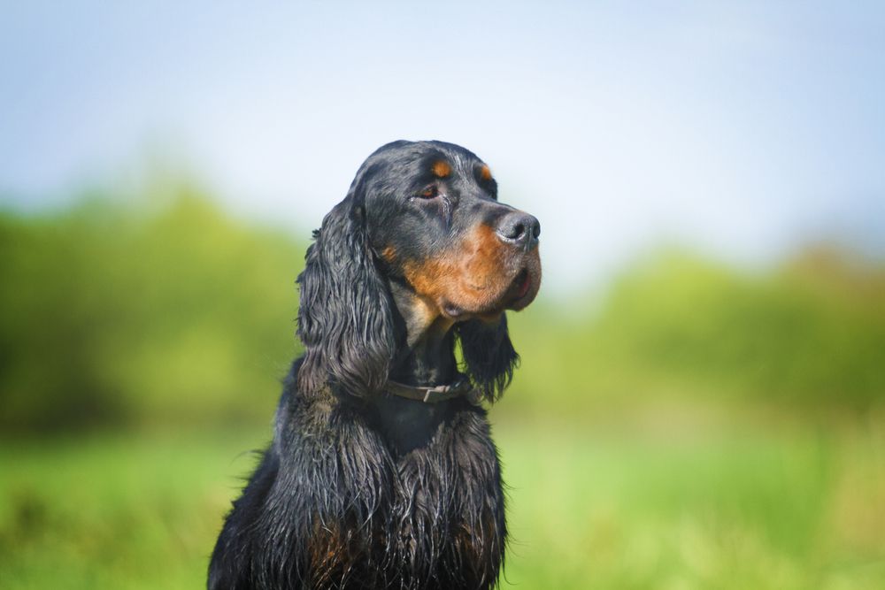 seter szkocki gordon 4.jpg