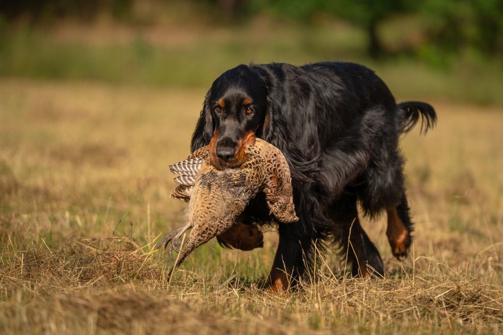 seter szkocki gordon.jpg
