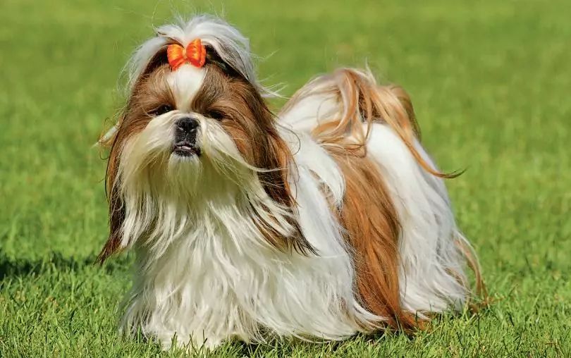 Shih tzu stoi na trawie