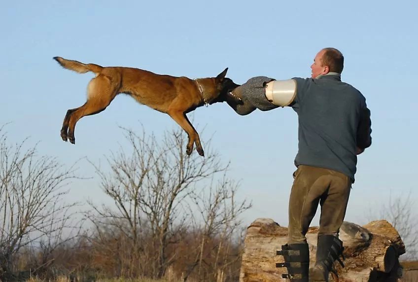 Malinois podczas szkolenia IPO