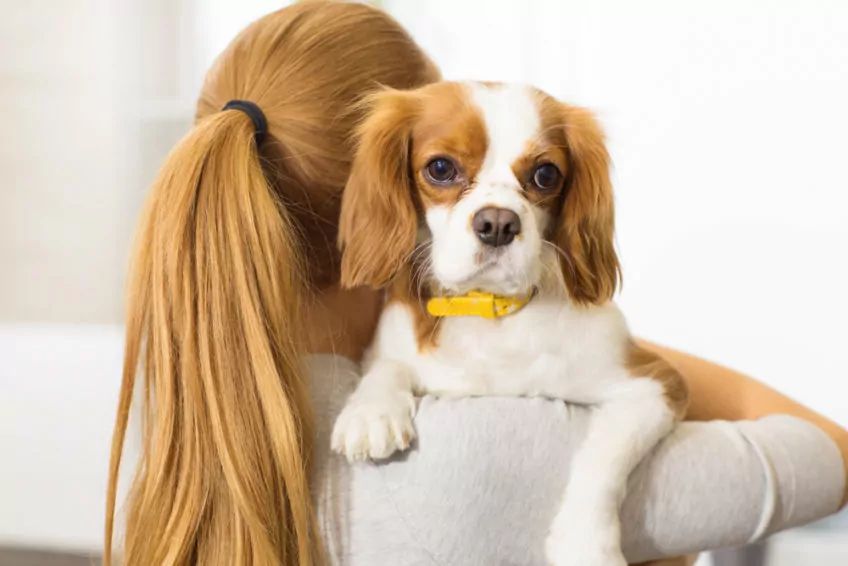 cavalier king charles spaniel z panią