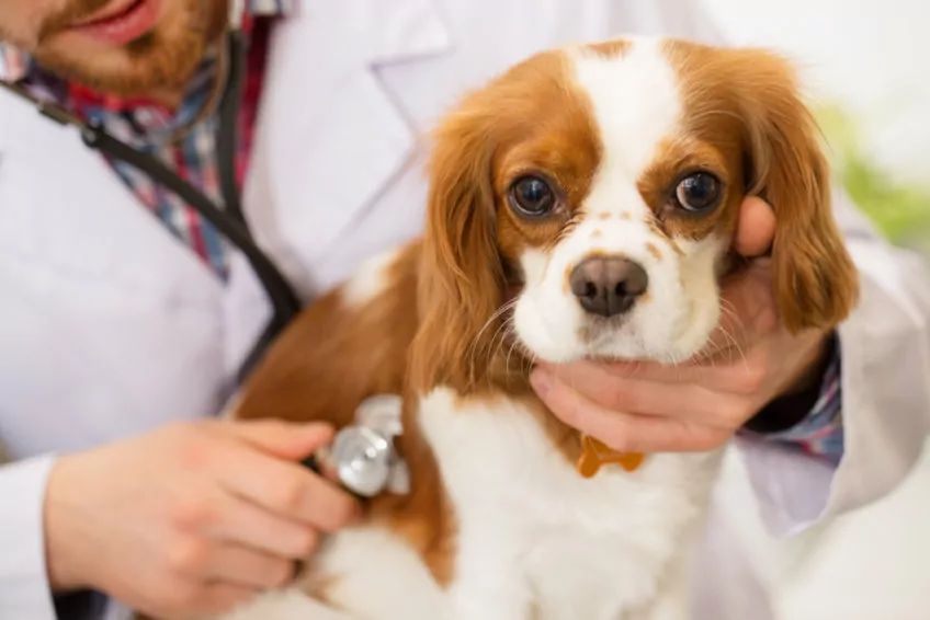 cavalier u weterynarza
