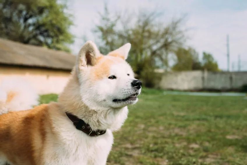Akita