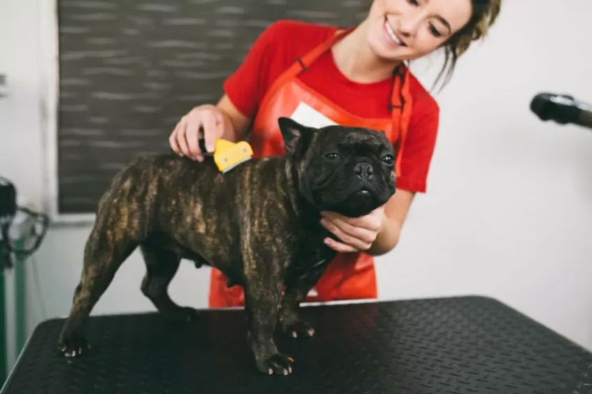 pani czesze buldoga