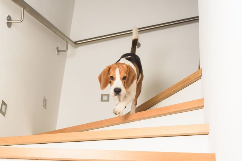beagle zbiega po schodach
