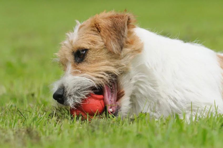Jack russell gryzie konga