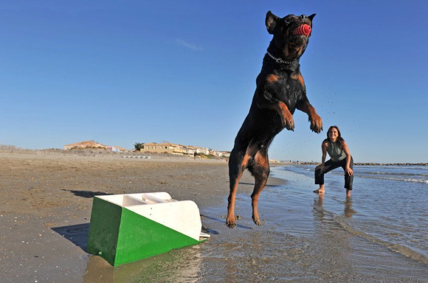 nauka flyball