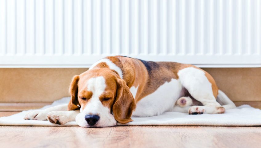 beagle śpi na podłodze