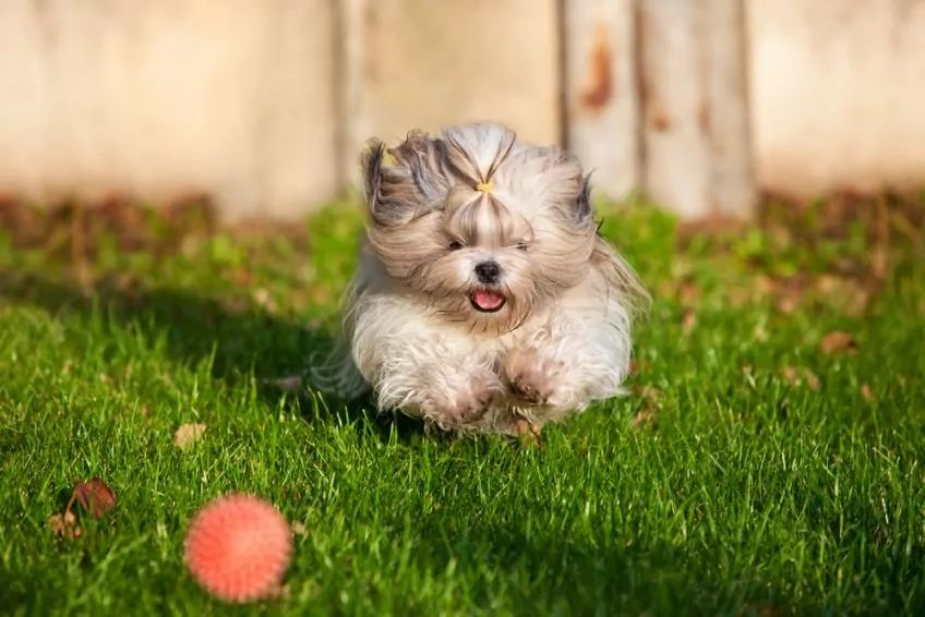 Shih tzu biega za piłką