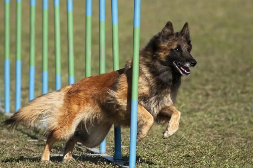 Tervueren w agility